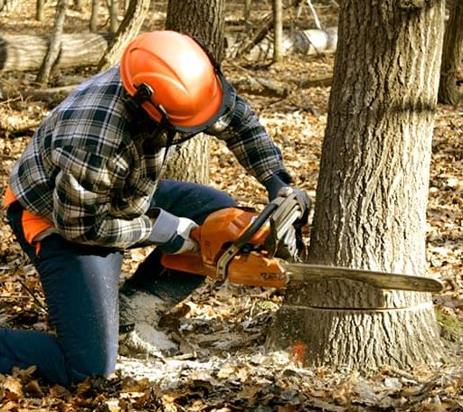 Tree Removal in White Hall, AR